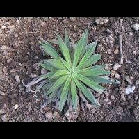 Echium Wildpretti (fam Boraginacees) (Canaries) (1)